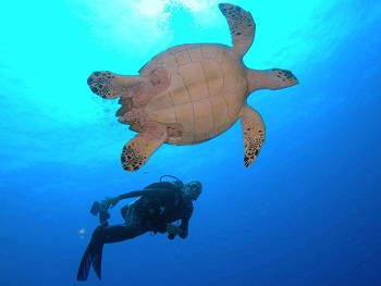 Belize Hamanasi Turtle and Diver